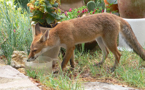 urban fox